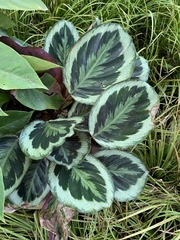 Goeppertia roseopicta