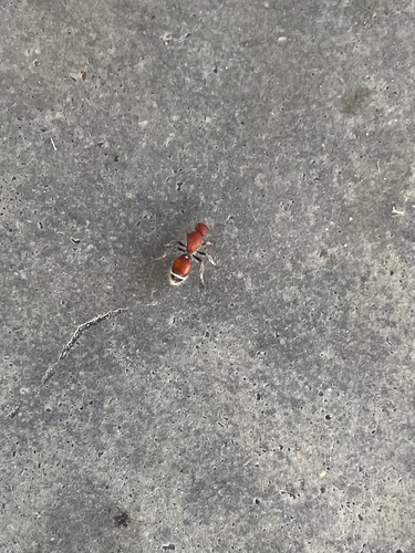 Sphaeropthalma pensylvanica