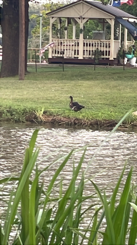 Muscovy Duck