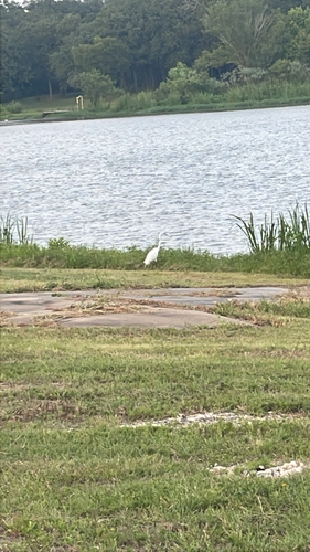 Great Egret