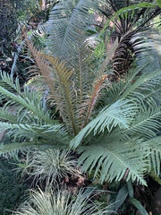 Blechnum brasiliense