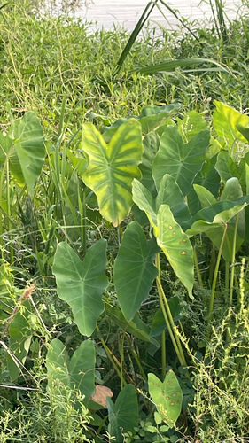 Taro