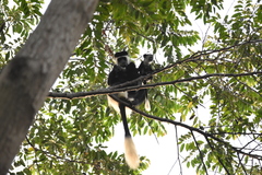Colobus guereza occidentalis