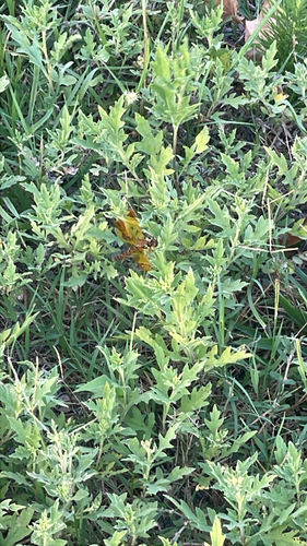 Eastern Amberwing