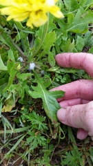 Pyrrhopappus pauciflorus