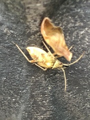 Rhabdomiris striatellus