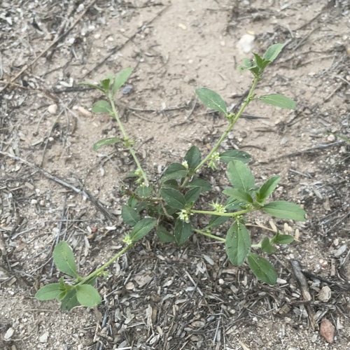 Yuma Silverbush