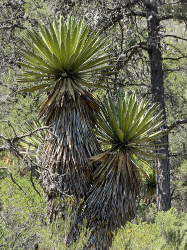 Yucca carnerosana