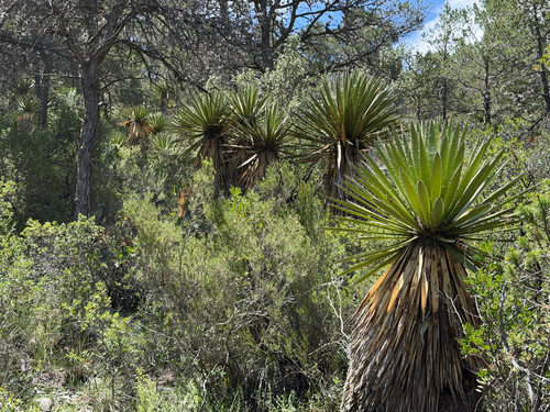 Yucca carnerosana