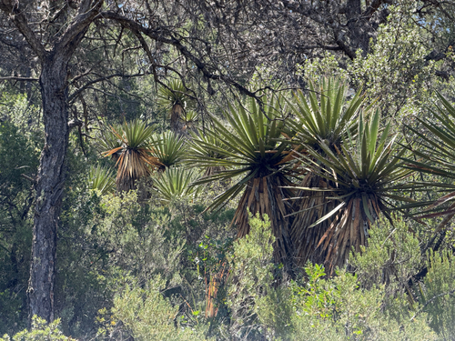 Yucca carnerosana
