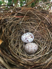 Cardinalis cardinalis