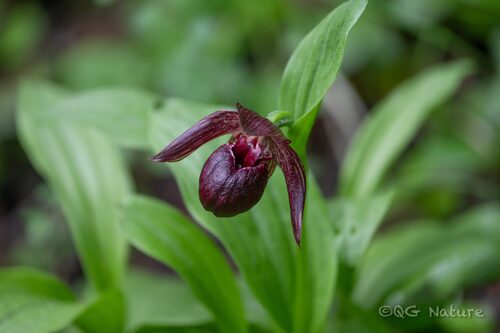 Cypripedium ludlowii