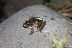 Lithobates neovolcanicus