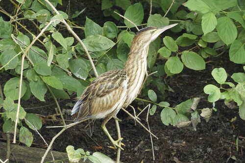 iNaturalist image