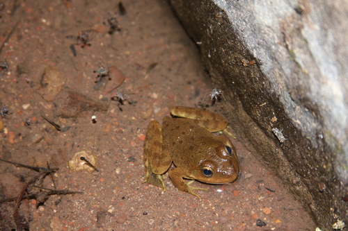 Smooth-backed Frog