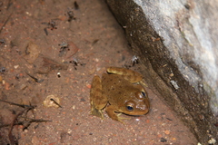Lithobates psilonota