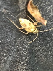 Rhabdomiris striatellus