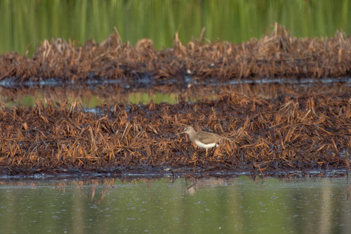 iNaturalist: (c) Вотинцевы Елена и Сергей, some rights reserved (CC BY-NC), uploaded by Вотинцевы Елена и Сергей iNaturalist image