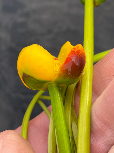 Nuphar × rubrodisca, photograph 4
