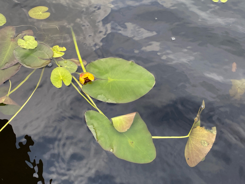 Nuphar × rubrodisca (Nuphar × rubrodisca)