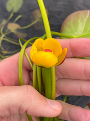 (c) Quinten Wiegersma, some rights reserved (CC BY) Nuphar × rubrodisca, photograph (c) Quinten Wiegersma, some rights reserved (CC BY)