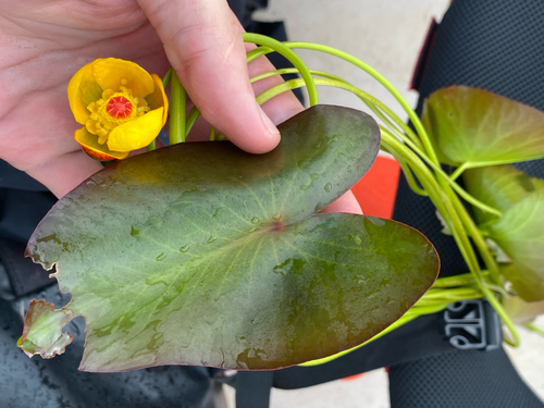 Nuphar × rubrodisca, photograph 2