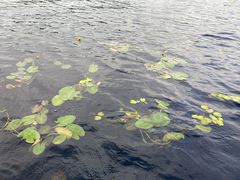 (c) Quinten Wiegersma, some rights reserved (CC BY) Nuphar × rubrodisca, photograph (c) Quinten Wiegersma, some rights reserved (CC BY)