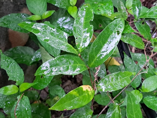 Hiptage benghalensis, photograph 6