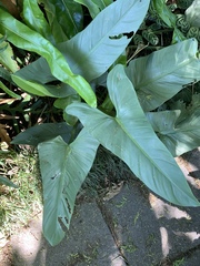 Philodendron subhastatum