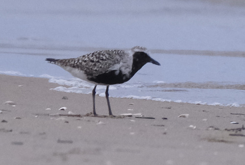 iNaturalist image