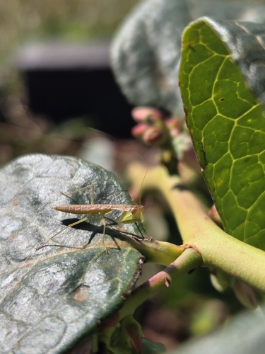 Australian Garden Mantis