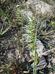 Avena clauda