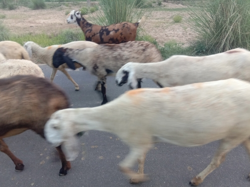 Domestic Goat