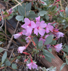 Epilobium rigidum