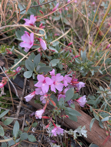 Epilobium rigidum, photograph 2