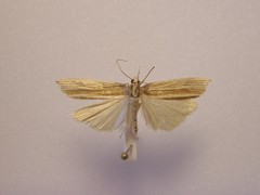 Orocrambus angustipennis