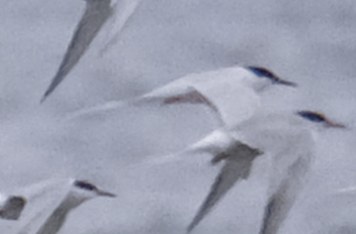 iNaturalist image