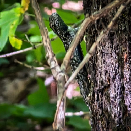 iNaturalist observation photo of Sierra Fence Lizard