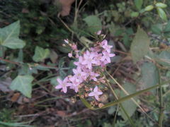 Centaurium
