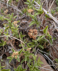 Whipplea modesta