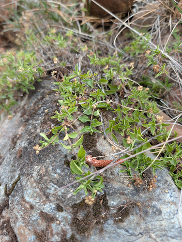Whipplea modesta, photograph 2