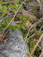 Whipplea modesta, photograph (c) Dominic Gentilcore, some rights reserved (CC BY)