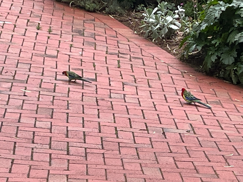 Eastern Rosella