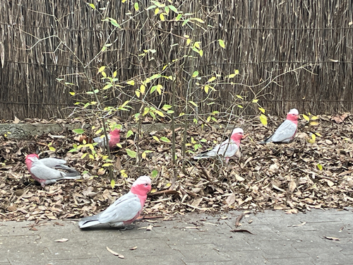 Galah