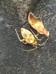 Rhabdomiris striatellus