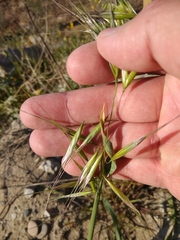 Avena clauda