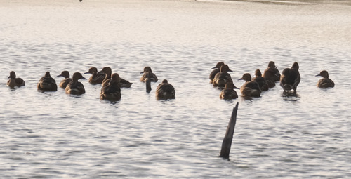 iNaturalist image