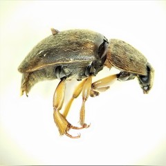 Amphicrossus ciliatus