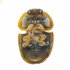 Amphicrossus ciliatus