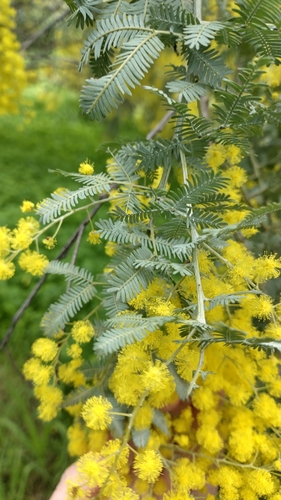 Cootamundra wattle